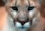 MountainLion's Avatar